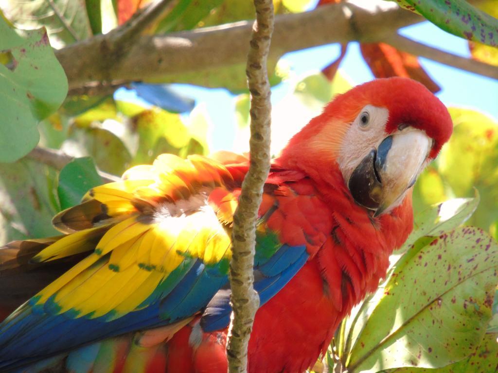 Puerto JiménezPunta Preciosa住宿加早餐旅馆 外观 照片