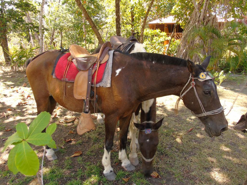 Puerto JiménezPunta Preciosa住宿加早餐旅馆 外观 照片